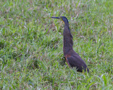 Bare-throated Tiger-Heron