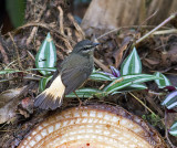 Buff-rumped Warbler