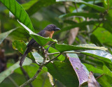 Black-cheeked Ant-Tanager