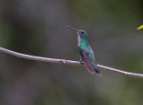 Mangrove Hummingbird