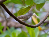 Panama Flycatcher