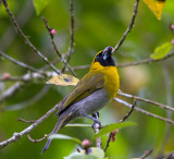 Black-faced Grosbeak