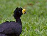 Great Curassow