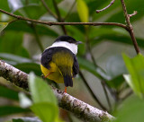 White-bearded Manakin