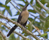 Nicaraguan Grackle
