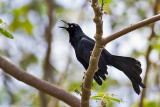 Nicaraguan Grackle