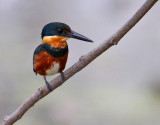 American Pygmy-Kingfisher