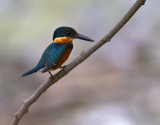 American Pygmy-Kingfisher