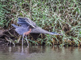 Bare-throated Tiger-Heron