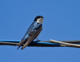 Blue-and-white Swallow