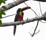 Fiery-billed Aracari