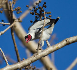 Masked Tityra