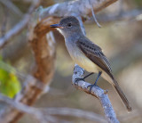 Panama Flycatcher