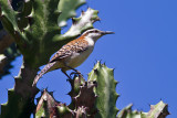 Rufous-naped Wren