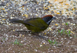 Sooty-faced Finch