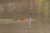 Sungrebe