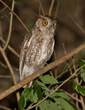 Pacific Screech-Owl