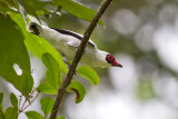 Masked Tityra