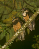 Spectacled Owl