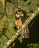 Spectacled Owl