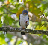 Semiplumbeous Hawk