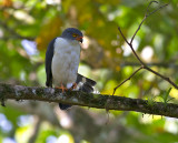 Semiplumbeous Hawk