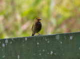 Yellow-faced Grassquit