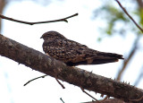 Lesser Nighthawk