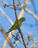 Orange-fronted Parakeet