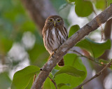 Ferruginous Pygmy-Owl