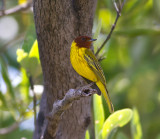 Yellow Warbler