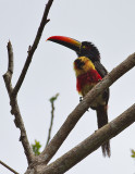 COSTA RICA: Birds