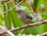 Slaty Flowerpiercer