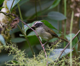 Black-cheeked Warbler