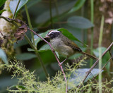 Black-cheeked Warbler