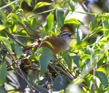 Plain Wren