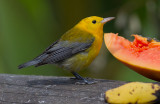 Prothonotary Warbler