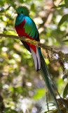 Resplendent Quetzal