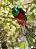 Resplendent Quetzal