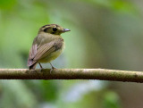 Golden-crowned Spadebill