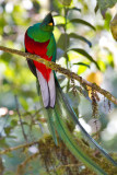 Resplendent Quetzal