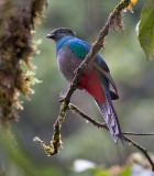 Resplendent Quetzal