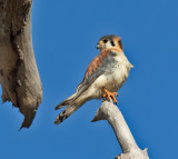 American-Kestrel-male-Hectors-River-Jamaica-22-March-2016-Sam-Woods_S9A2257.jpg