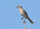 Bahama-Mockingbird-Hellshire-Hills-Jamaica-19-March-2016-Sam-Woods_S9A0475.jpg