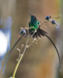 Black-billed-Streamertail-male-stretching-Goblin-Villas-Port-Antonio-Jamaica-23-March-2016-Sam-Woods_S9A2658.jpg