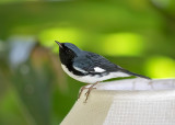 Black-throated-Blue-Warbler-male-Goblin-Villas-Jamaica-22-March-2016-Sam-Woods_S9A2442.jpg