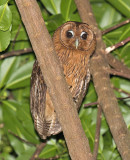 Jamaican-Owl-Goblin-Hill-Villas-Port-Antonio-Jamaica-21-March-2016-Sam-Woods_S9A1867.jpg