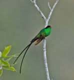 Red-billed-Streamertail-title-shot-for-blog_S9A0991.jpg