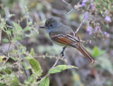 Rufous-tailed-Flycatcher-Starlight-Chalet-Blue-Mountains-Jamaica-21-March-2016-Sam-Woods_S9A1693.jpg
