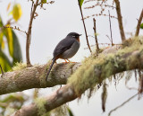 Rufous-throated-Solitaire-Blue-Mountains-Jamaica-20-March-2016-Sam-Woods_S9A1666.jpg